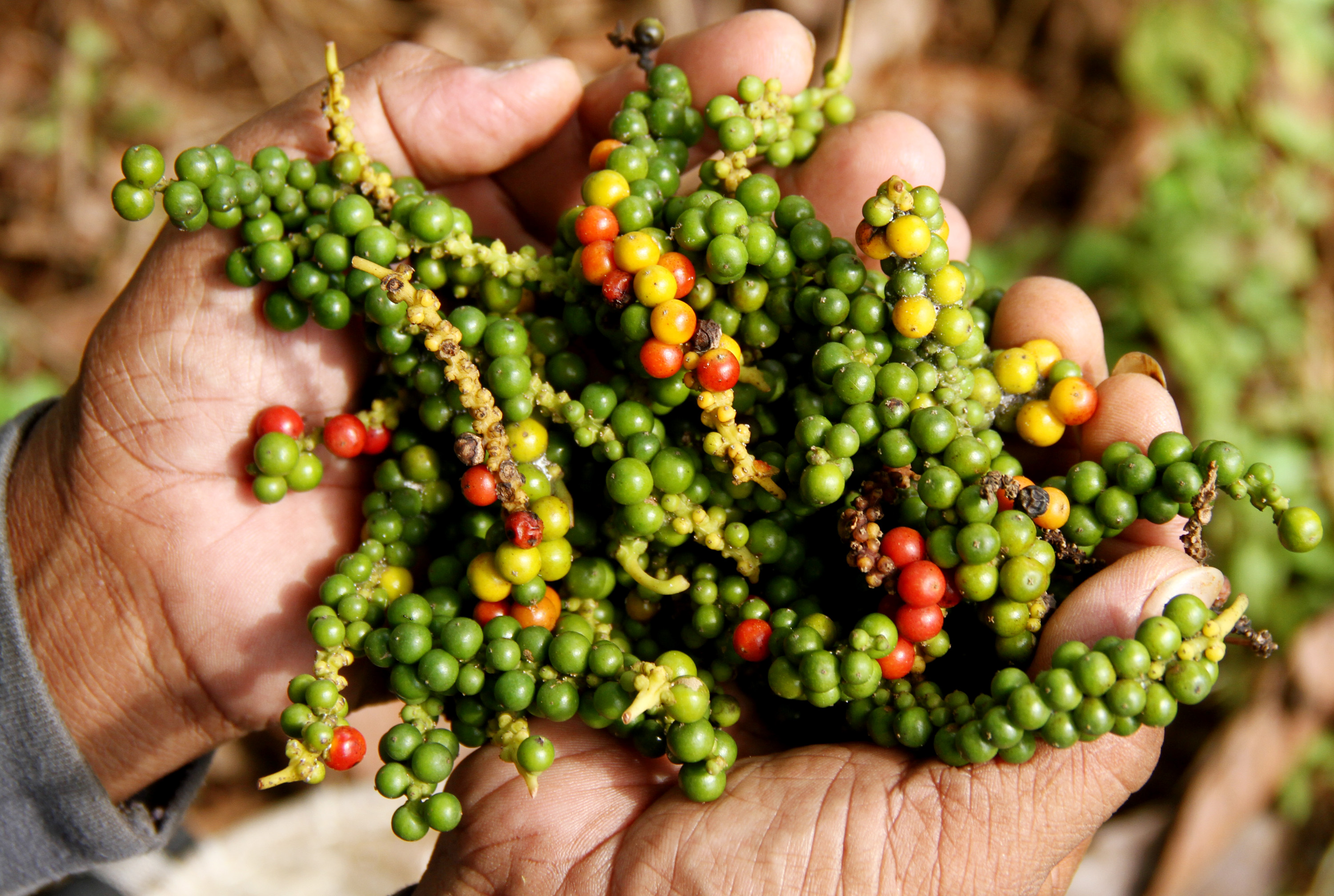 Petani memperlihatka biji lada yang sudah dipanen di Desa Batu Pannu, Mamuju, Sulawesi Barat.