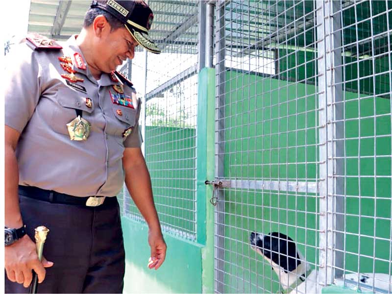 Kapolda Lampung Irjen Purwadi Arianto melihat salah satu anjing pendeteksi satwa liar di Pusat Instalasi K9 Deteksi Satwa.