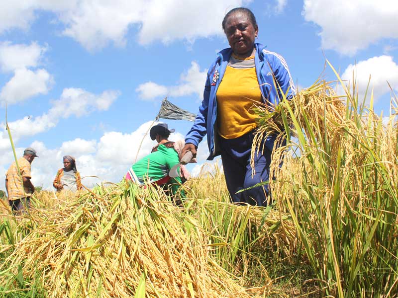 Petani melakukan panen perdana padi di Persawahan Oepoi, Kota Kupang, Nusa Tenggara Timur (NTT).