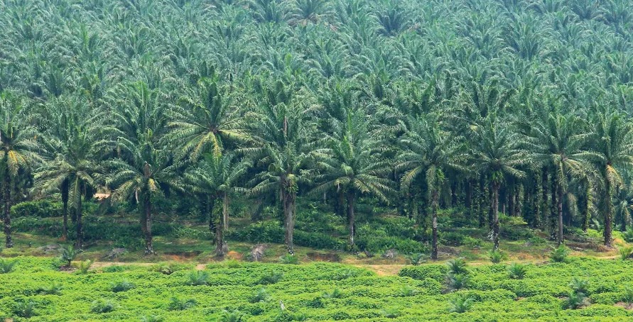 Lahan kebun sawit yang harus dikembalikan ke negara untuk dihutankan kembali. 