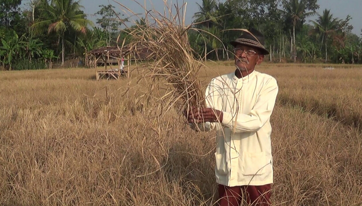 Petani menunjukkan tanaman padi yang mengering dan gagal panen akibat kemarau di Cianjur, Jawa Barat. 