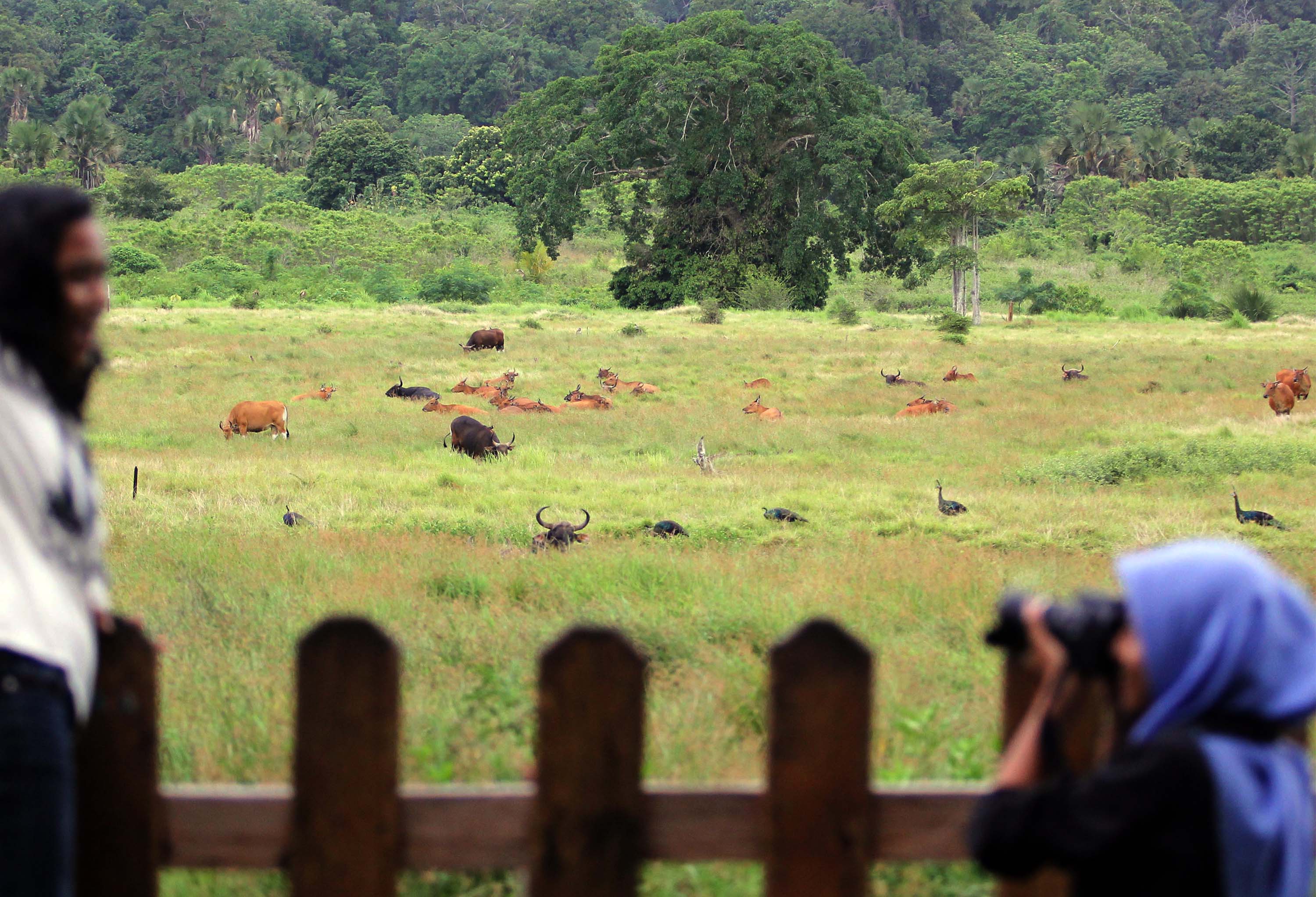 Wisatawan berfoto dengan latar belakang Savana sadengan di Taman Nasional Alas Purwo, Banyuwangi, Jawa Timur.