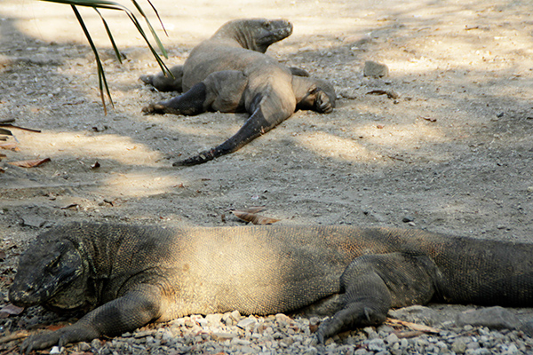 Dua ekor Komodo (Veranus Komodoensis) berkeliaran di Pulau Komodo