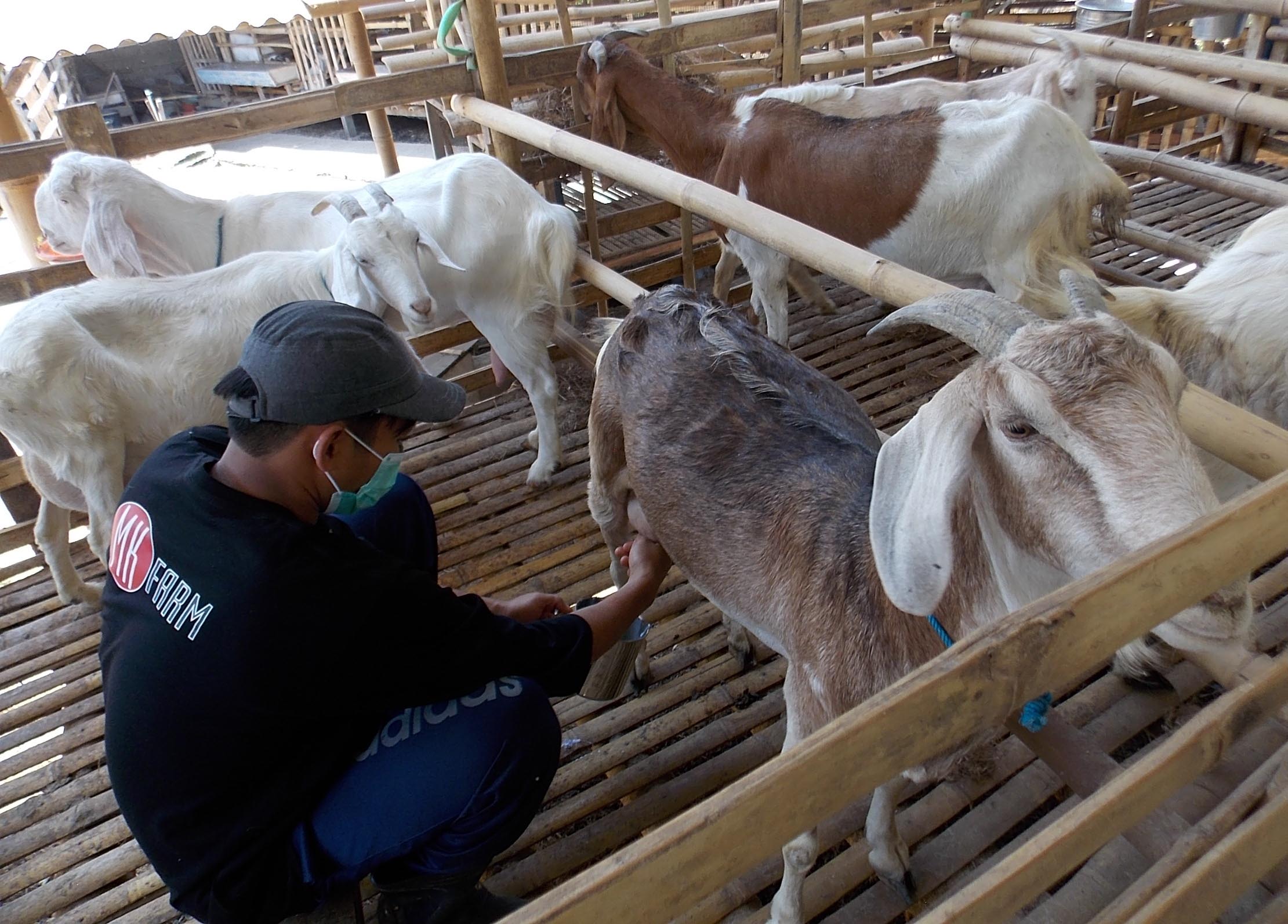 Tingkatkan Produksi Susu, Peternak Kambing Perah Terapkan GHP 