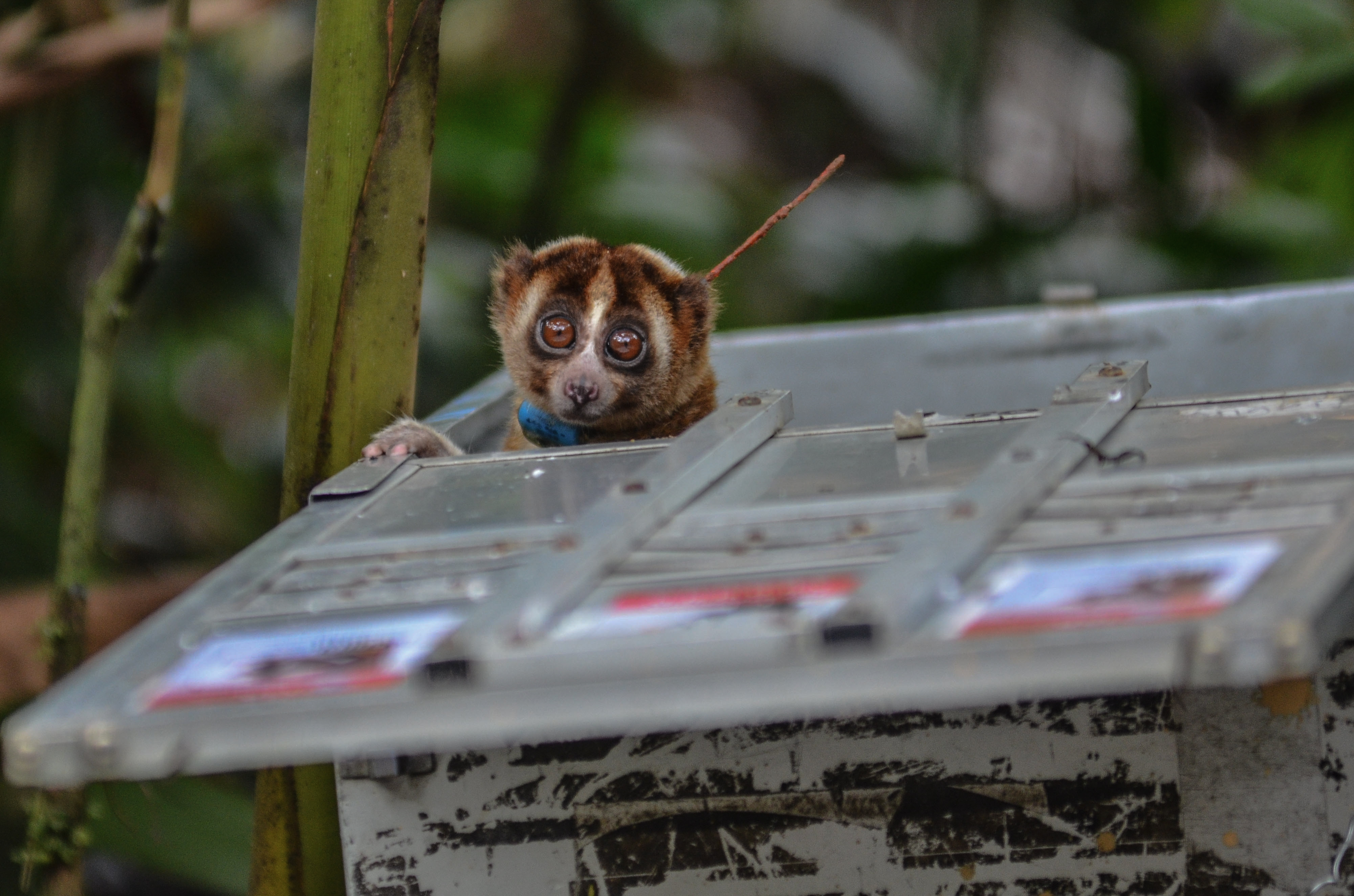Pertamina Lepasliarkan Kukang Jawa 