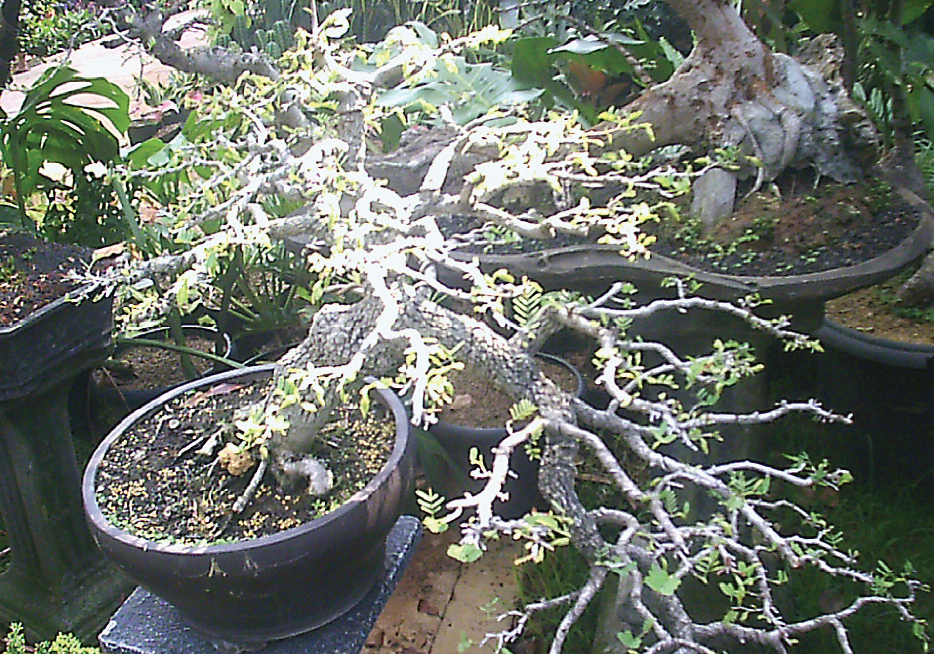Tanaman Bonsai