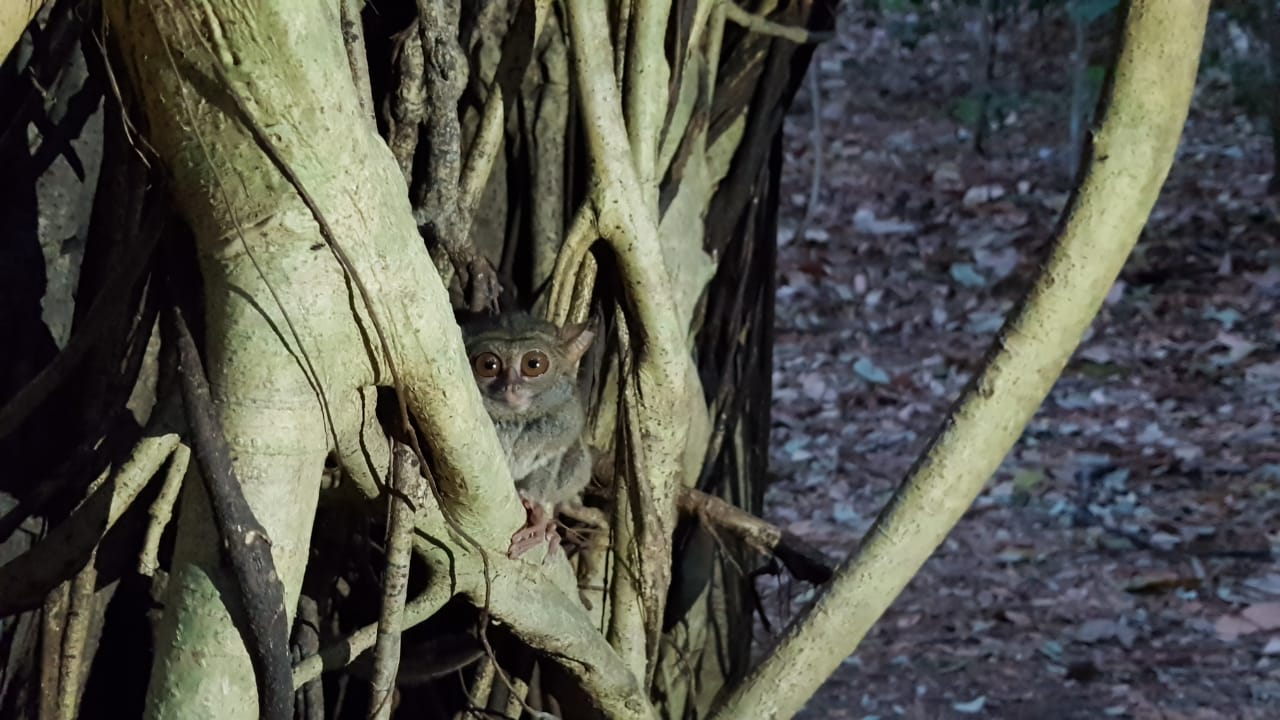 Tarsius di Taman Wisata Alam (TWA) Batu Putih, Bitung, Sulawesi Utara