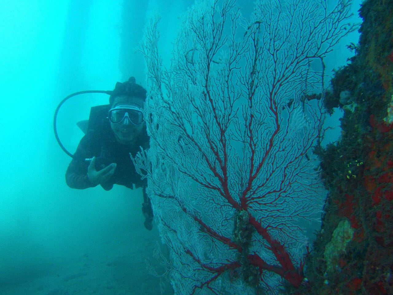 Salah satu penyelam dari Komunitas Diver Maumere, NTT, memperlihatkan keindahan alam bawah laut Kabupaten Sikka.