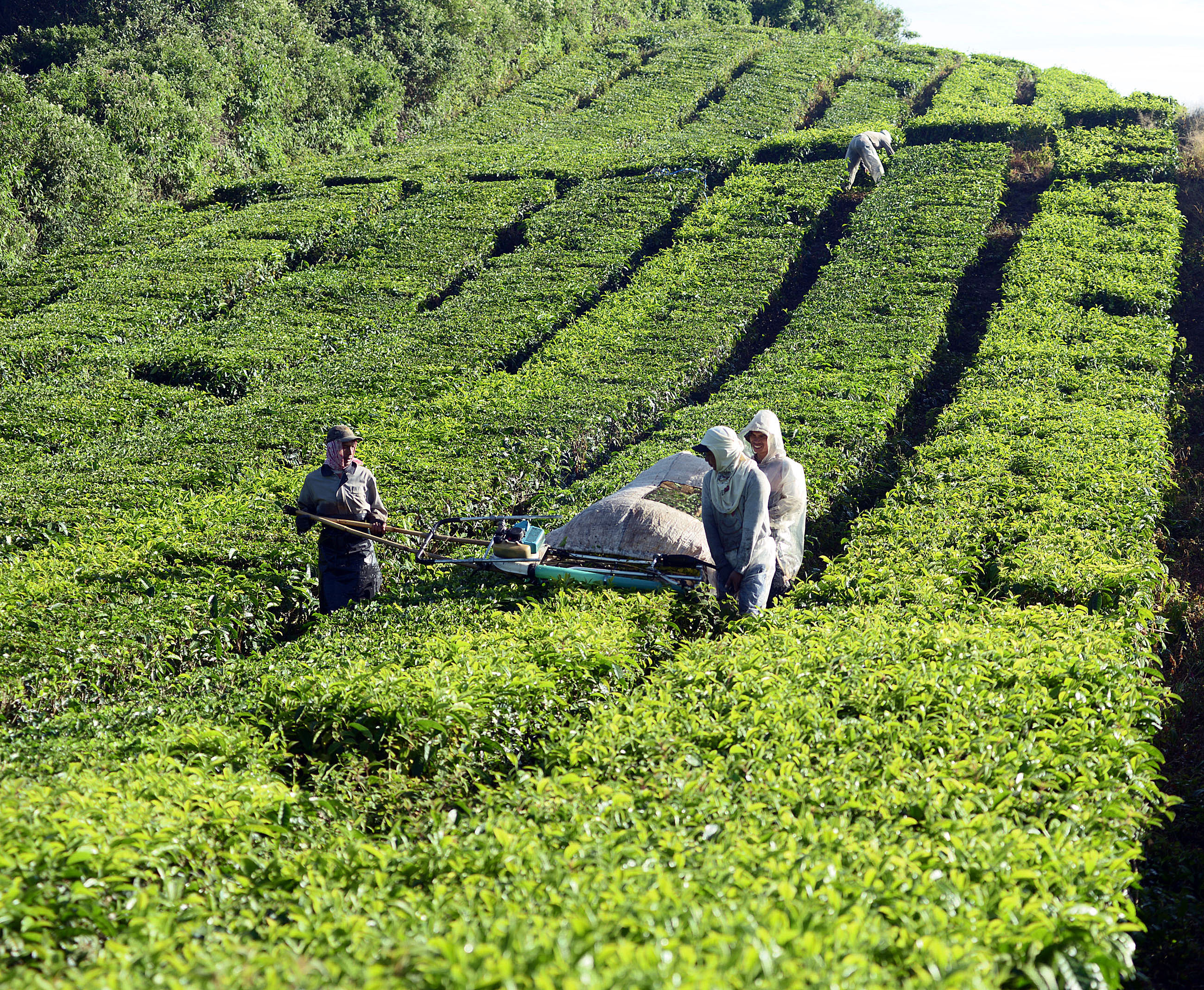 Ilustrasi: Lahan Blok 47 PT. Perkebunan Nusantara (PTPN) IV Kebun Tobasari, Simalungun, Sumatra Utara.