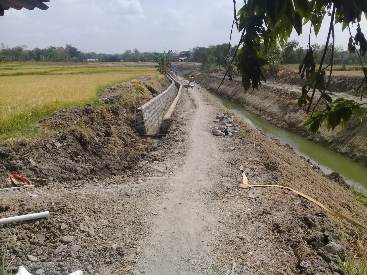 Lahan padi di wilayah Boyolali utara sudah banyak yang puso di sepanjang musim kering tahun ini.