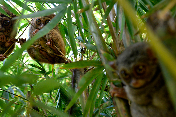 Tarsius Primata Asal Sulawesi yang Nyaris Punah