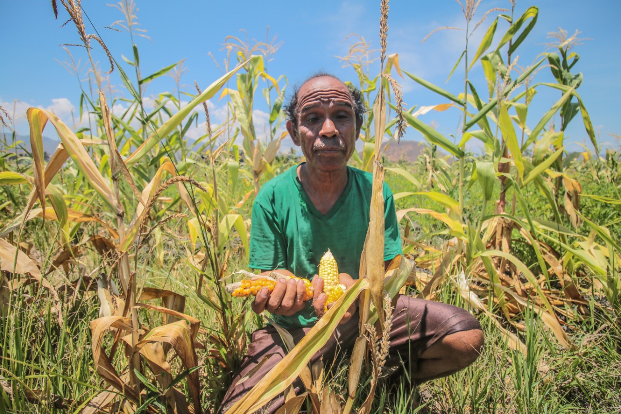 Salah seorang petani jagung di Kabupaten Nagekeo, Fransiskus Keka, mengaku gagal panen.