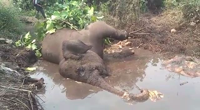 Gajah Kaki Buntung Ditemukan Mati di SM Balai Raja Riau