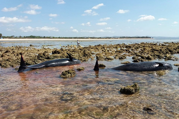  17 Paus Terdampar di Pesisir Pulau Sabu