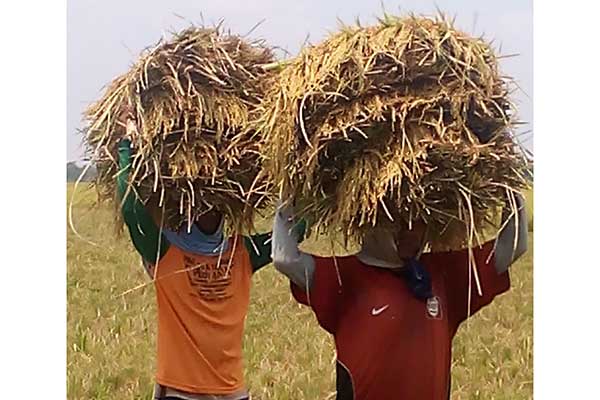 Kemarau panjang tidak membuat kalangan petani di kabupaten Sragen patah arang dalam mengelola tanaman padi.