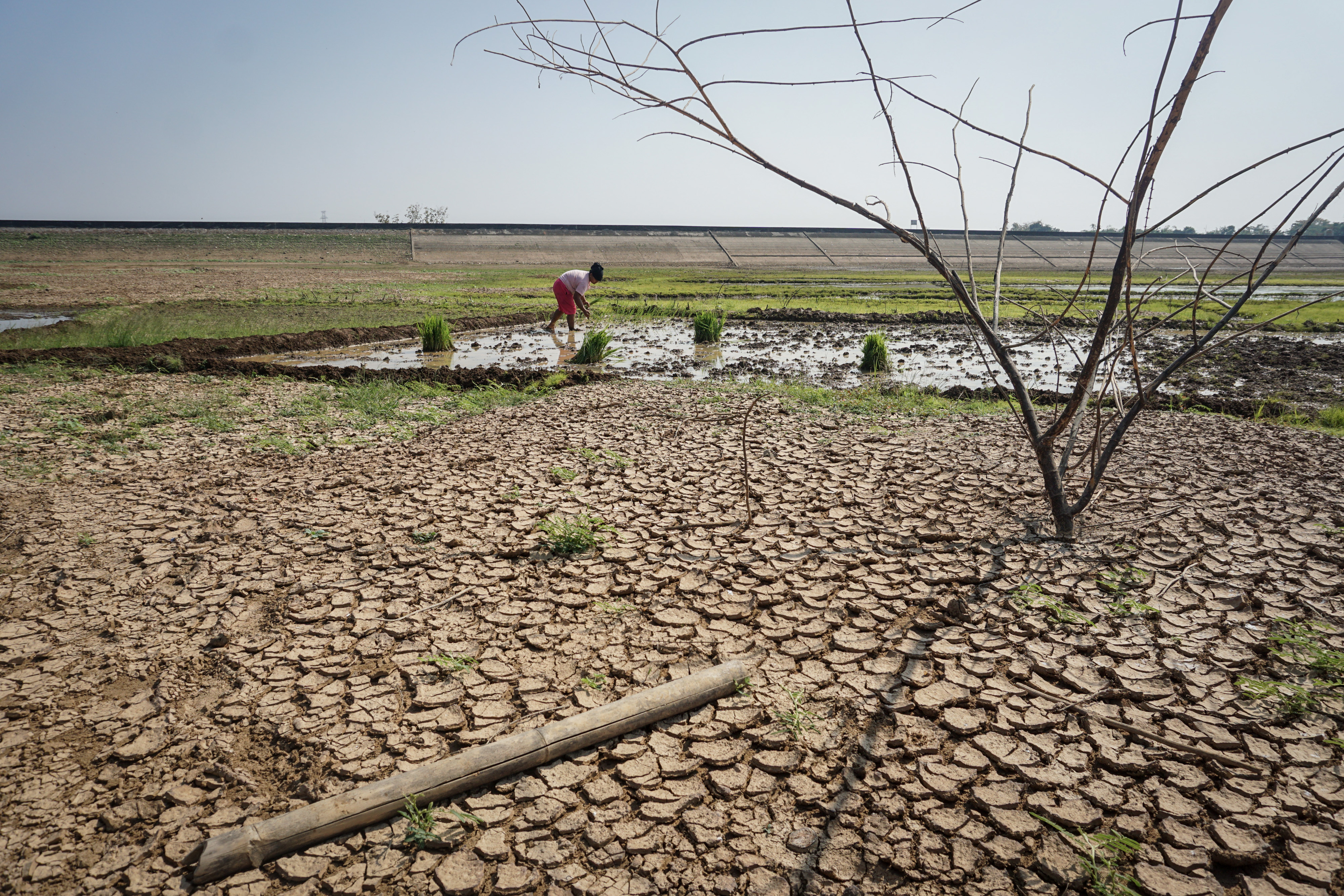 Dampak kemarau, musim tanam di Jawa Tengah mundur sebulan karena menunggu ketersediaan air. 