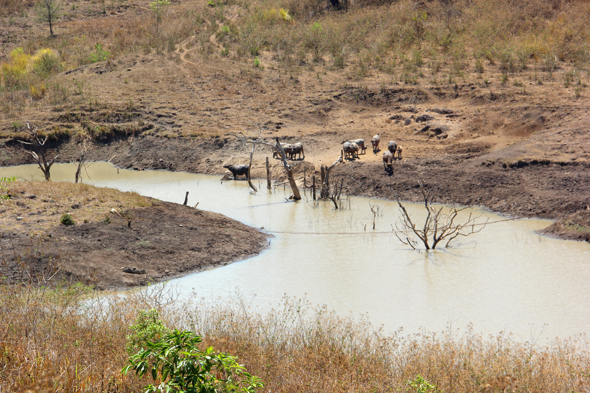 Hewan ternak minum air di embung Tedakisa di Desa Tedakisa, Kabupaten Nagekeo. Desa tersebut masih kesulitan air bersih, listrik dan jalan.