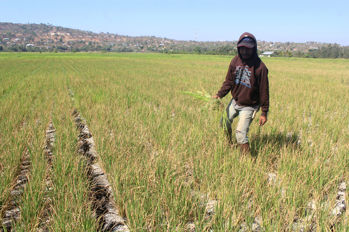 Petani melintas di areal persawahan di Desa Noelbaki, Kecamatan Kupang Timur, Kabupaten Kupang, Nusa Tenggara Timur (NTT), Kamis (3/10).