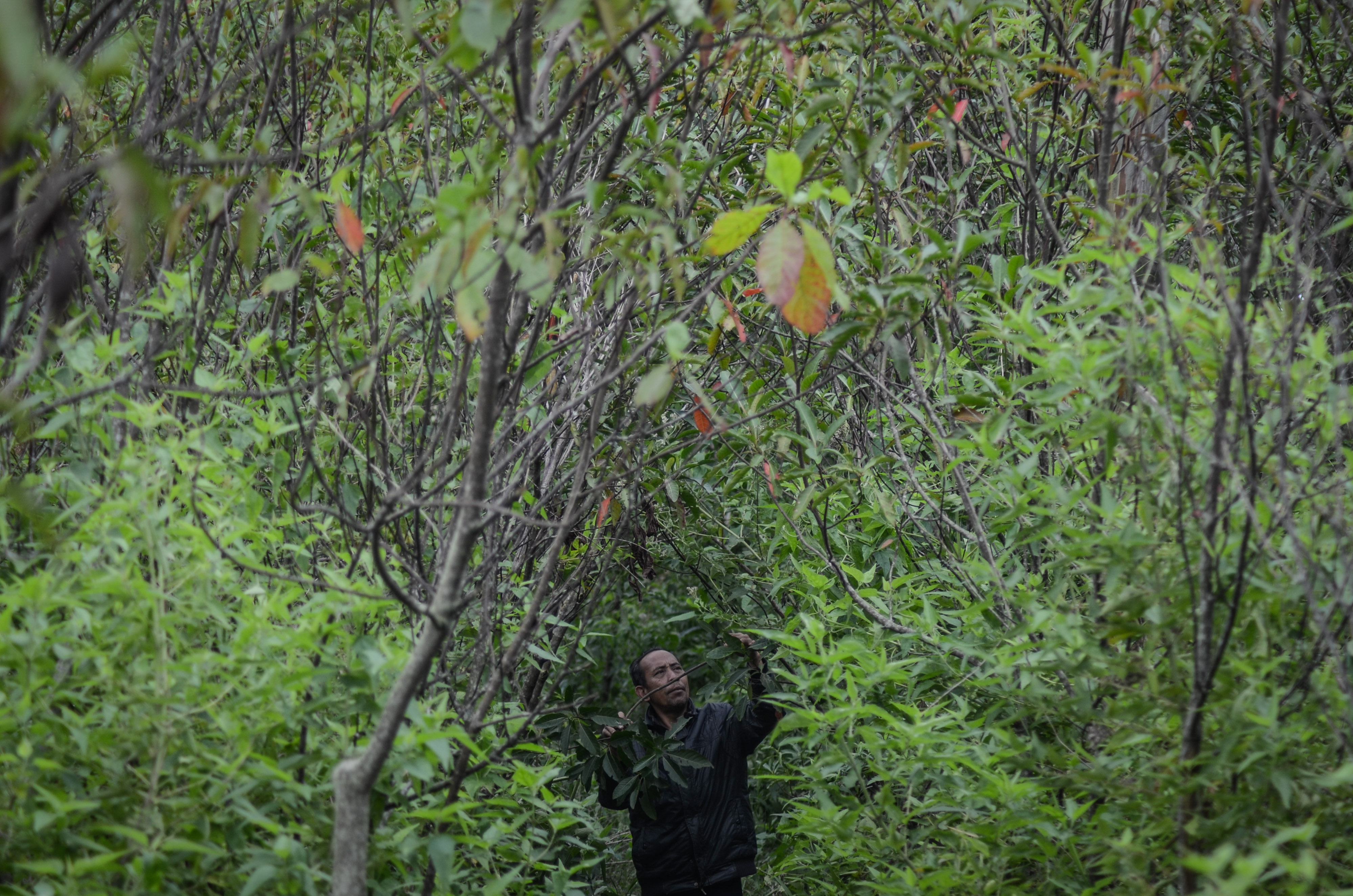 Pekerja melakukan perawatan tumbuhan kina di kebun milik PTPN VIII, Kebun Bukit Tunggul, Kabupaten Bandung, Jawa Barat.
