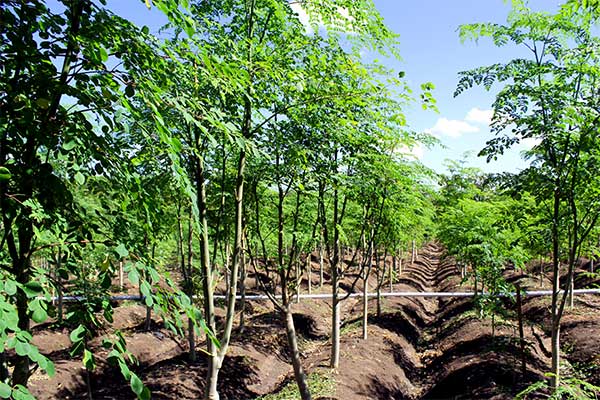 Kelor bukan Mistis Lagi