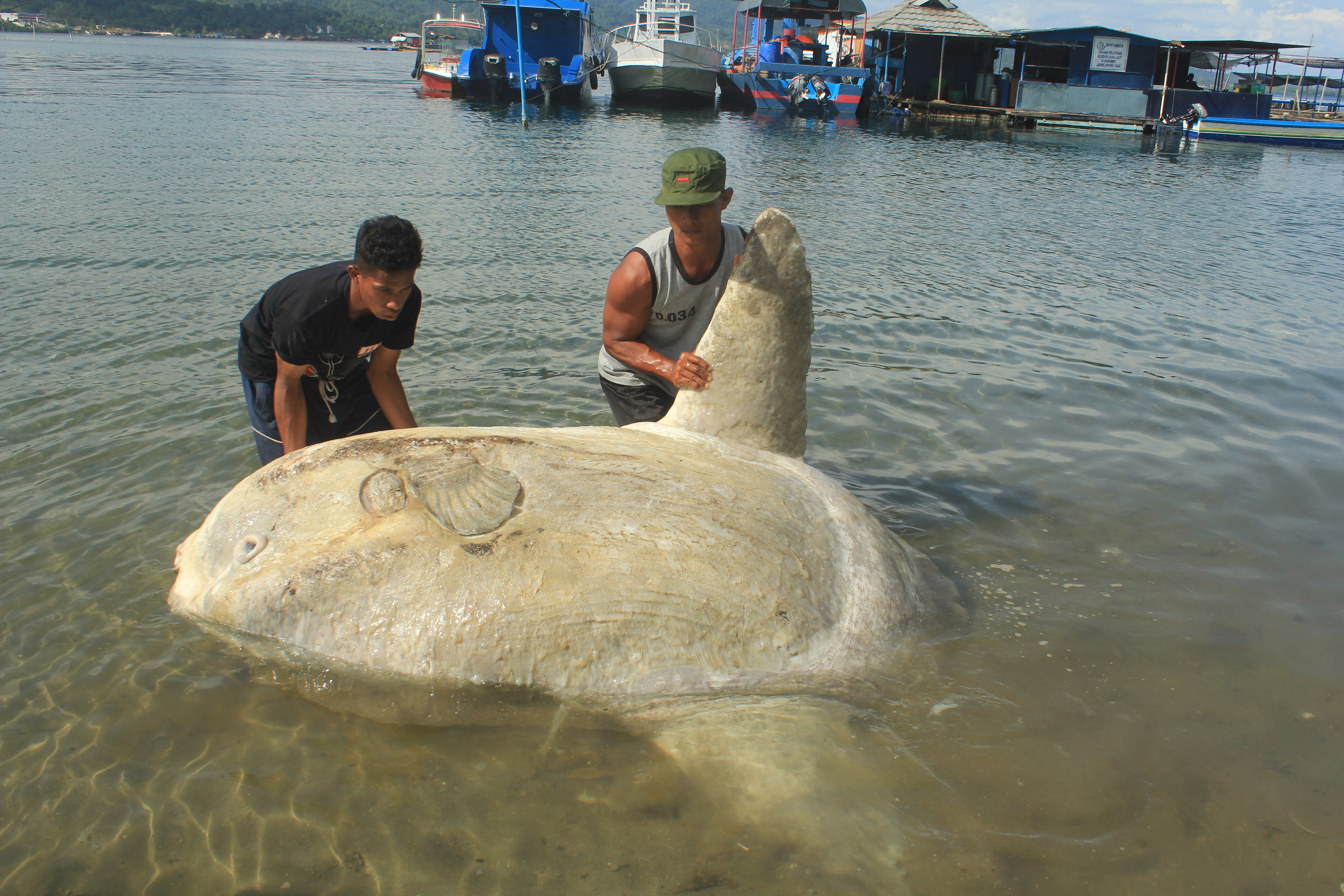 Sejumlah warga berusaha mengangkat seekor ikan Mola-mola yang terdampar di pesisir pantai Desa Poka, Kecamatan Teluk Ambon, Maret 2019