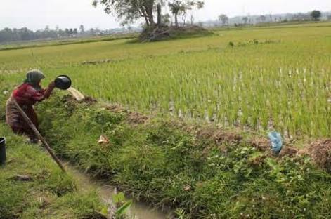 Lahan sawah di Kabupaten Pidie, Aceh