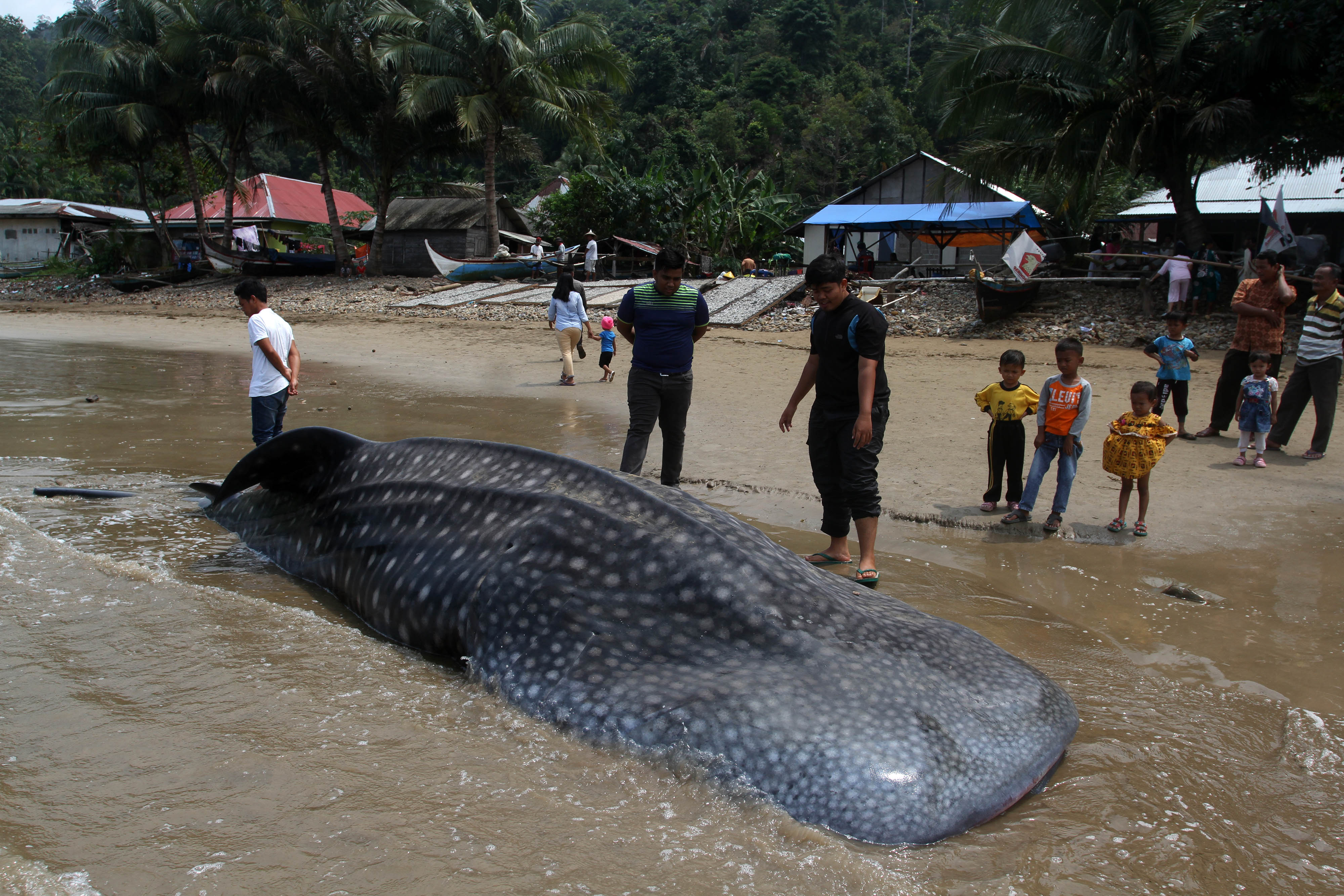  Warga memperhatikan seekor Ikan Hiu Paus  yang terdampar di pantai Teluk Betung, Kecamatan Batang Kapas, Sumatera Barat.