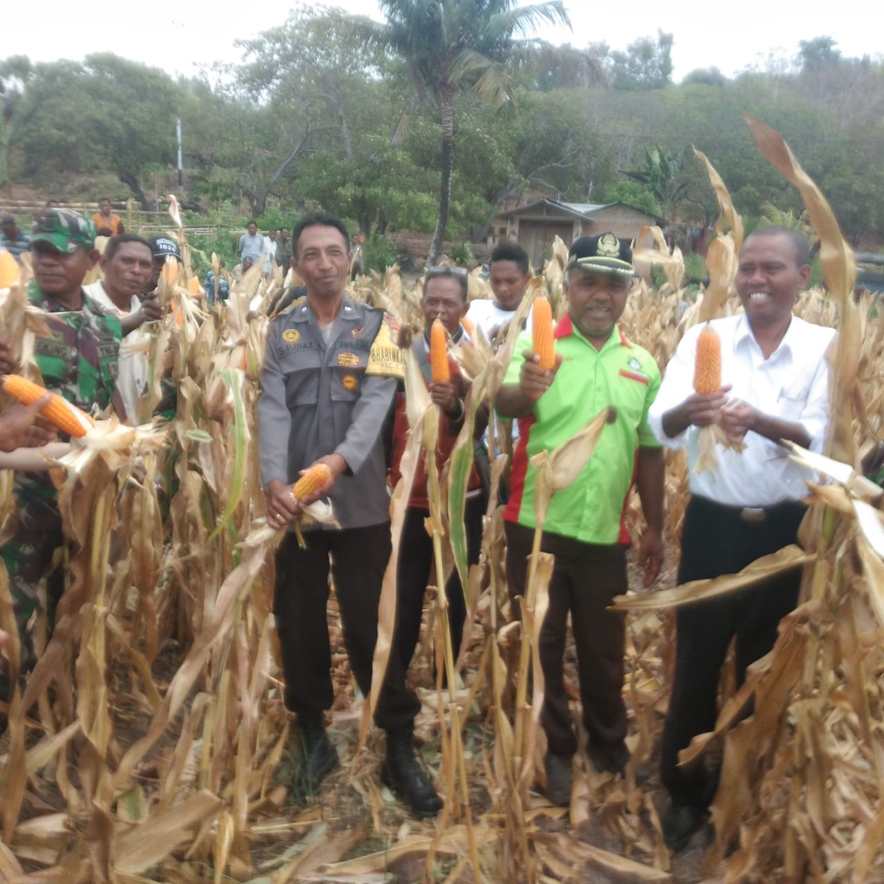 Panen jagung varietas Lamuru yang cocok di tanah kering seperti di Kabupaten Flores Timur, NTT