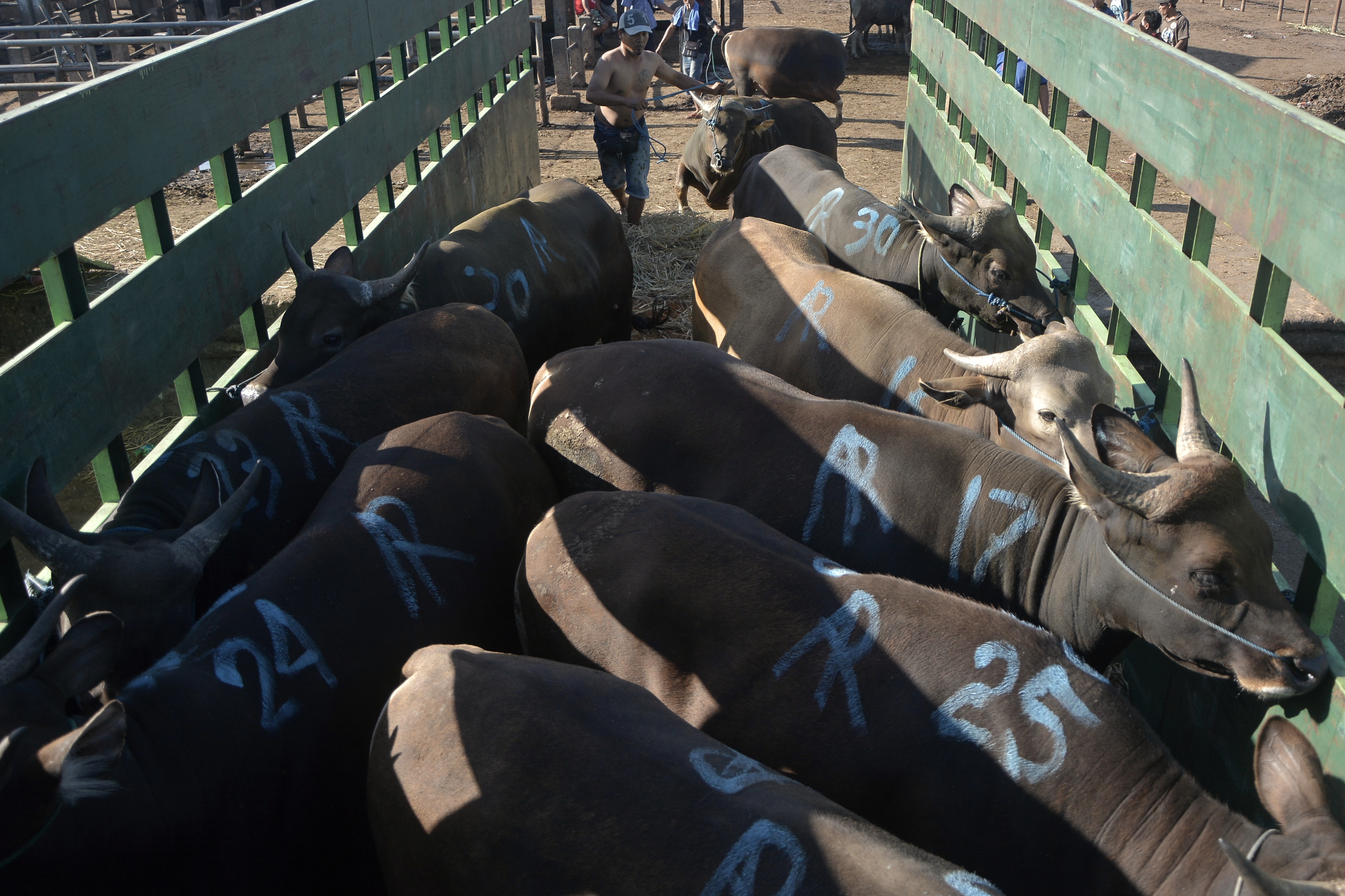 Pengiriman Sapi Bali ke Pulau Jawa
