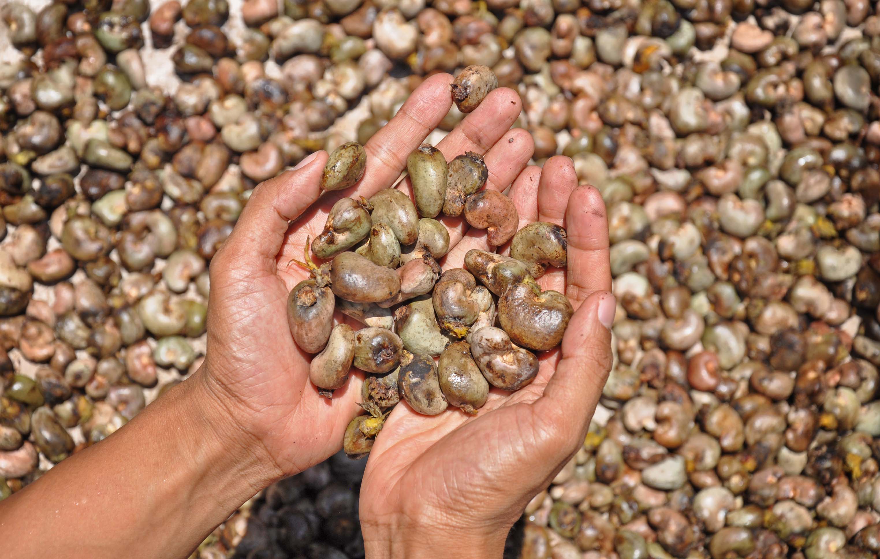 Produksi kemiri dan mete di Desa Lewoingu, Kecamatan Titehena,  Kabupaten Flores Timur menurun akibat kemarau panjang.