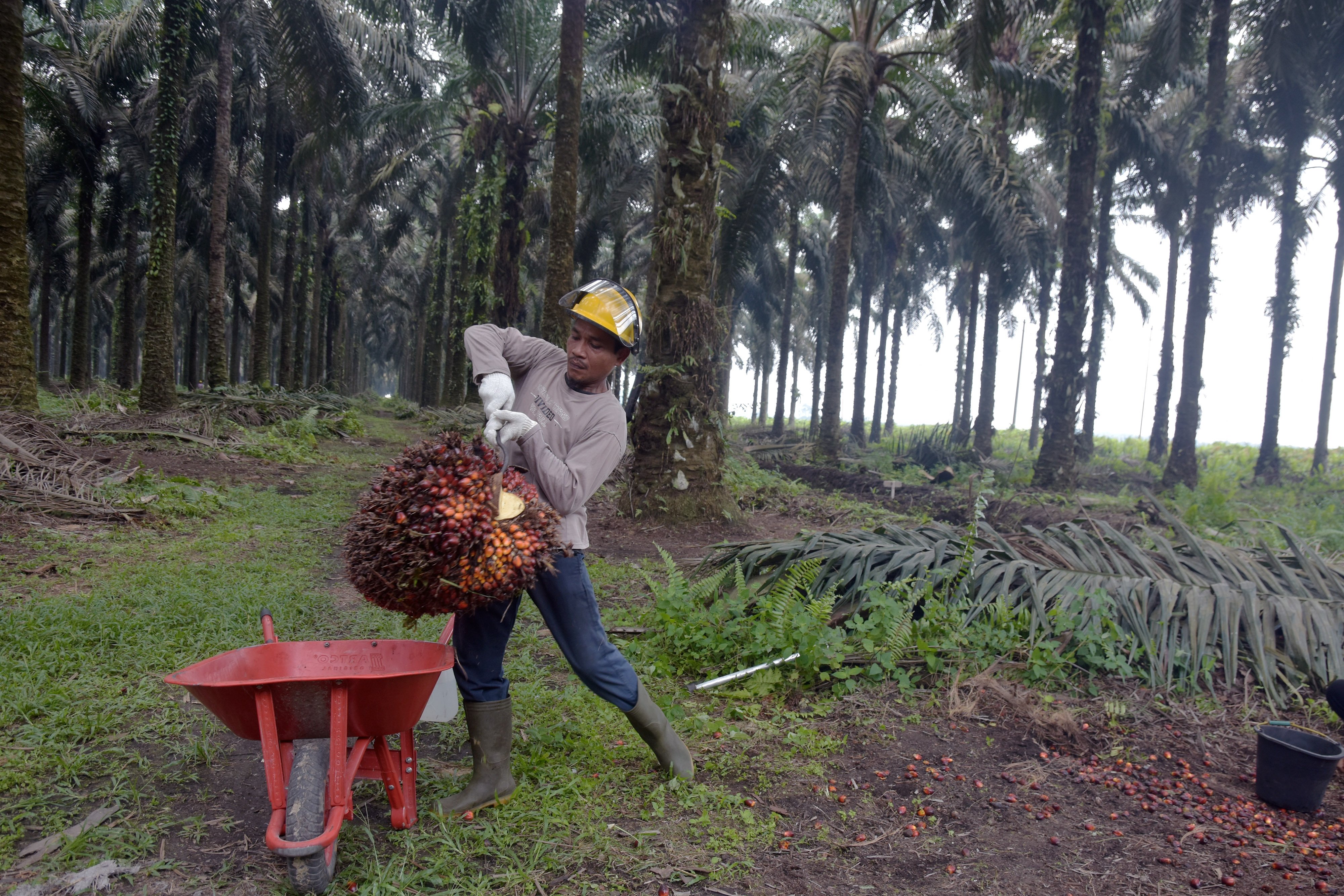 Kelapa Sawit Jadi Bahasan untuk Gelaran Hannover Messe