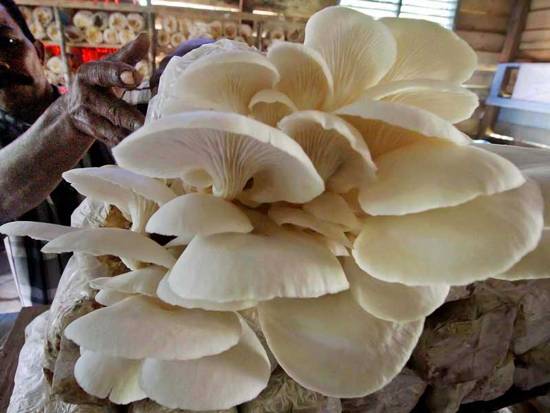 Jamur Tiram merupakan pangan golongan Basidiomycota kelas Homobasidiomycetes.