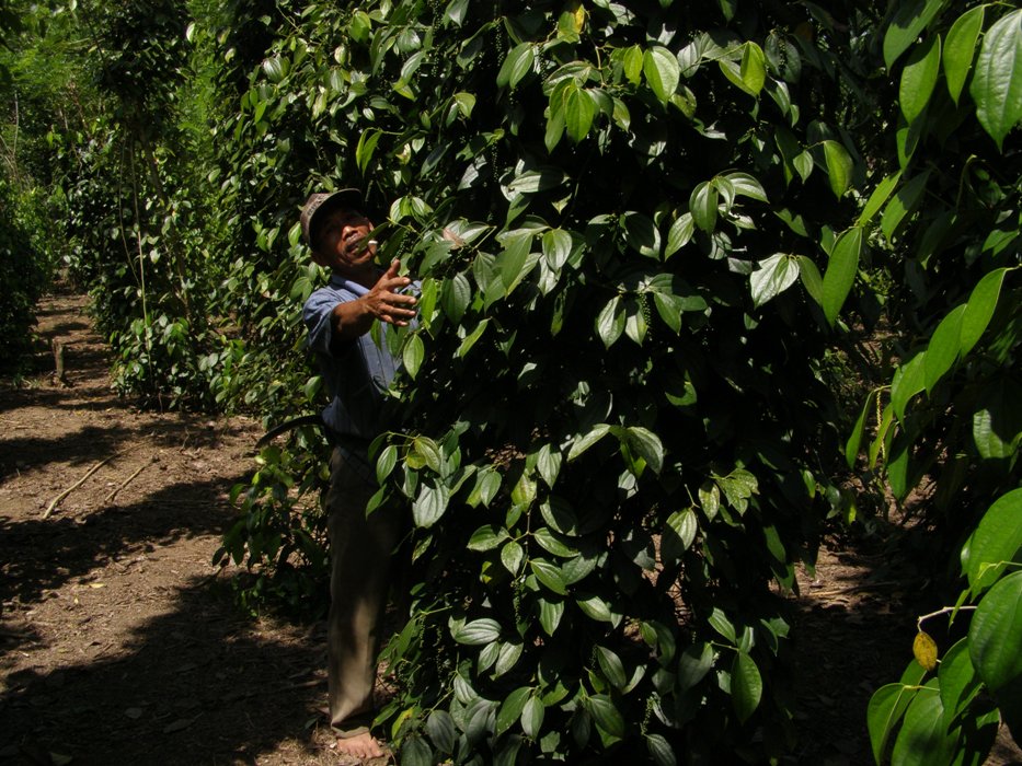 Petani lada sedang merawat tanaman komoditas unggulan Bangka Belitung ini.