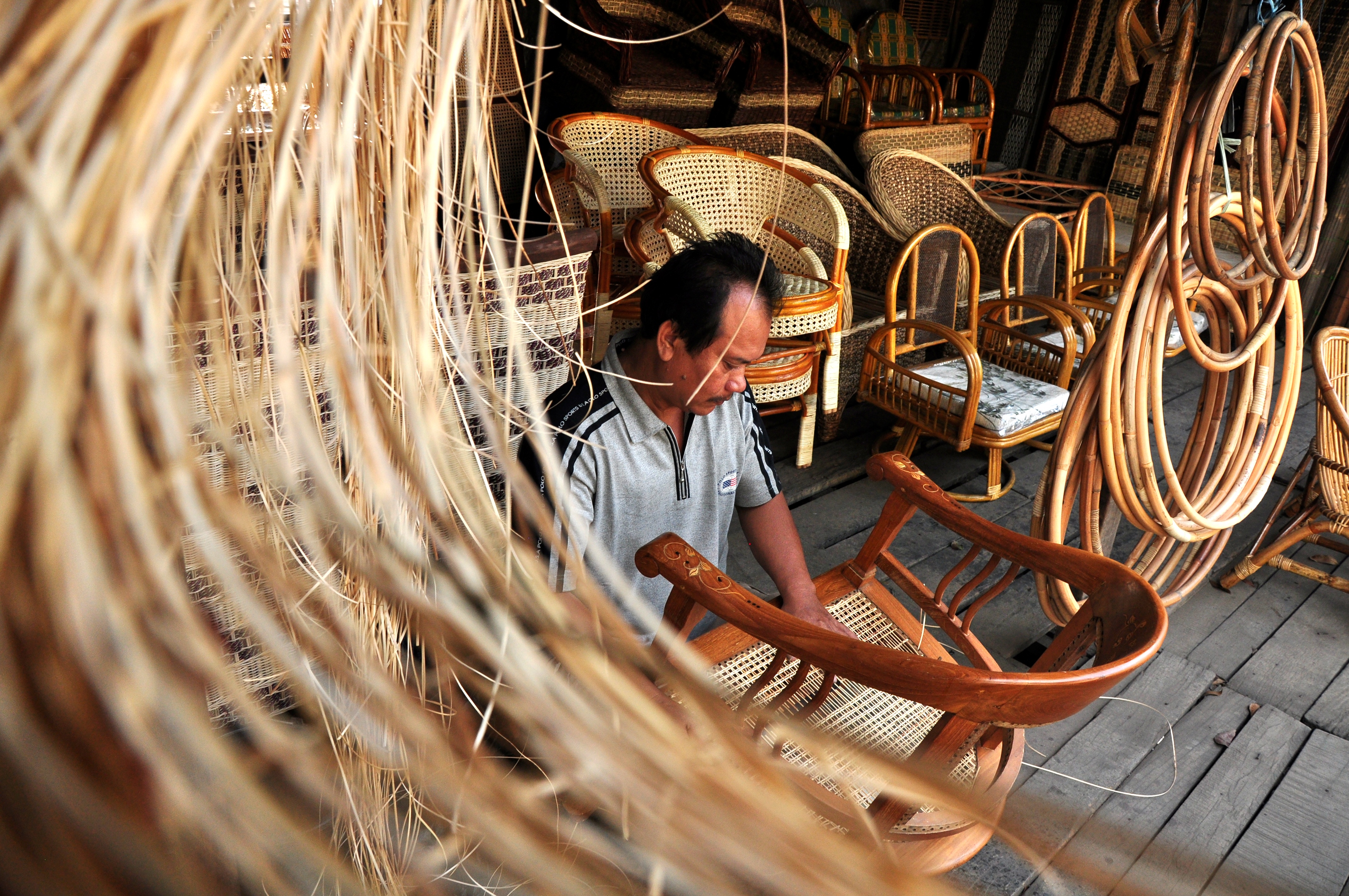 Keberadaan Rotan Katingan Tergerus Oleh Sawit.