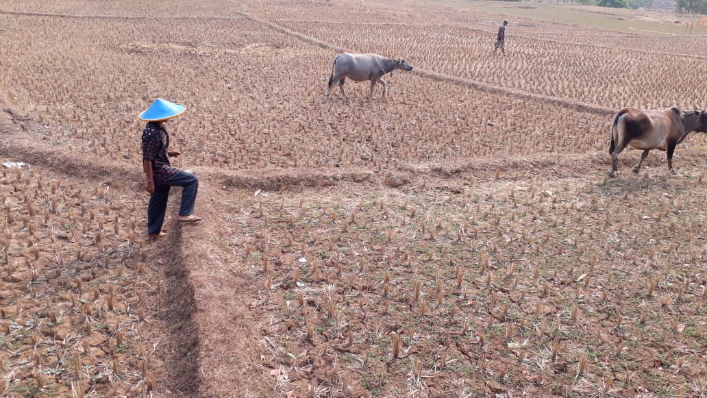 Kekeringan Ekstrim Landa Lima Kabupaten di Kalsel