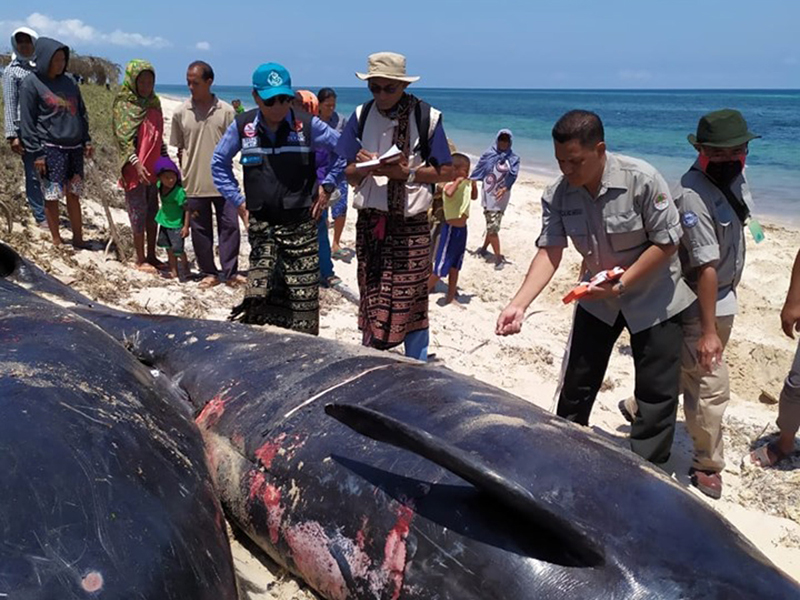 Petugas mengambil sampel daging paus sebelum prosesi penguburan enam paus yang mati terdampar di Pulau Sabu, NTT, Jumat (11/10)