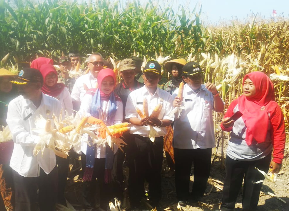 Bupati Klaten Sri Mulyani melakukan panen raya jagung di Desa Mandong, Kecamatan Trucuk, Klaten, Rabu (30/10). 