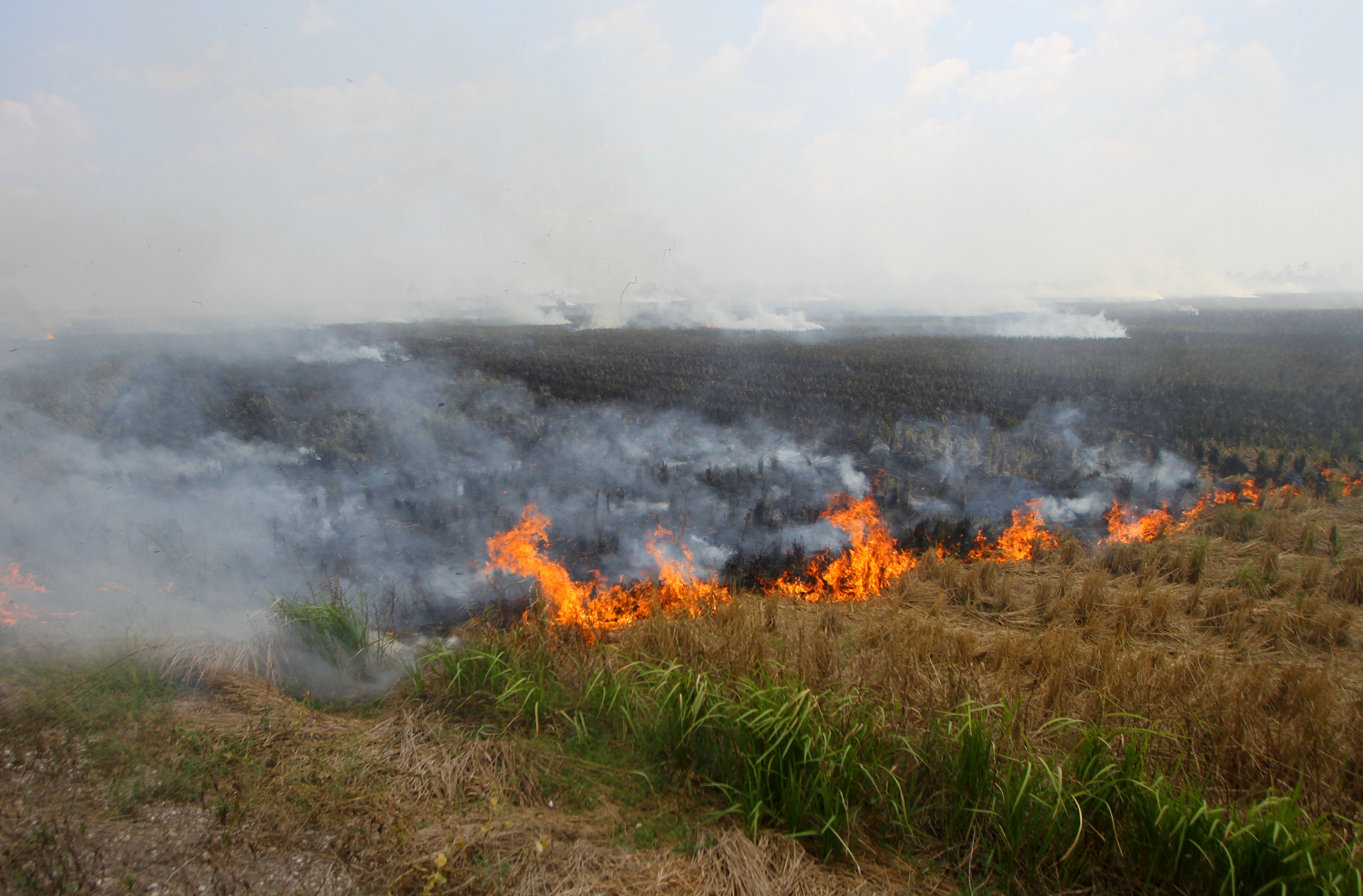 Akademisi Ragukan Data Kebakaran di Lahan Perkebunan
