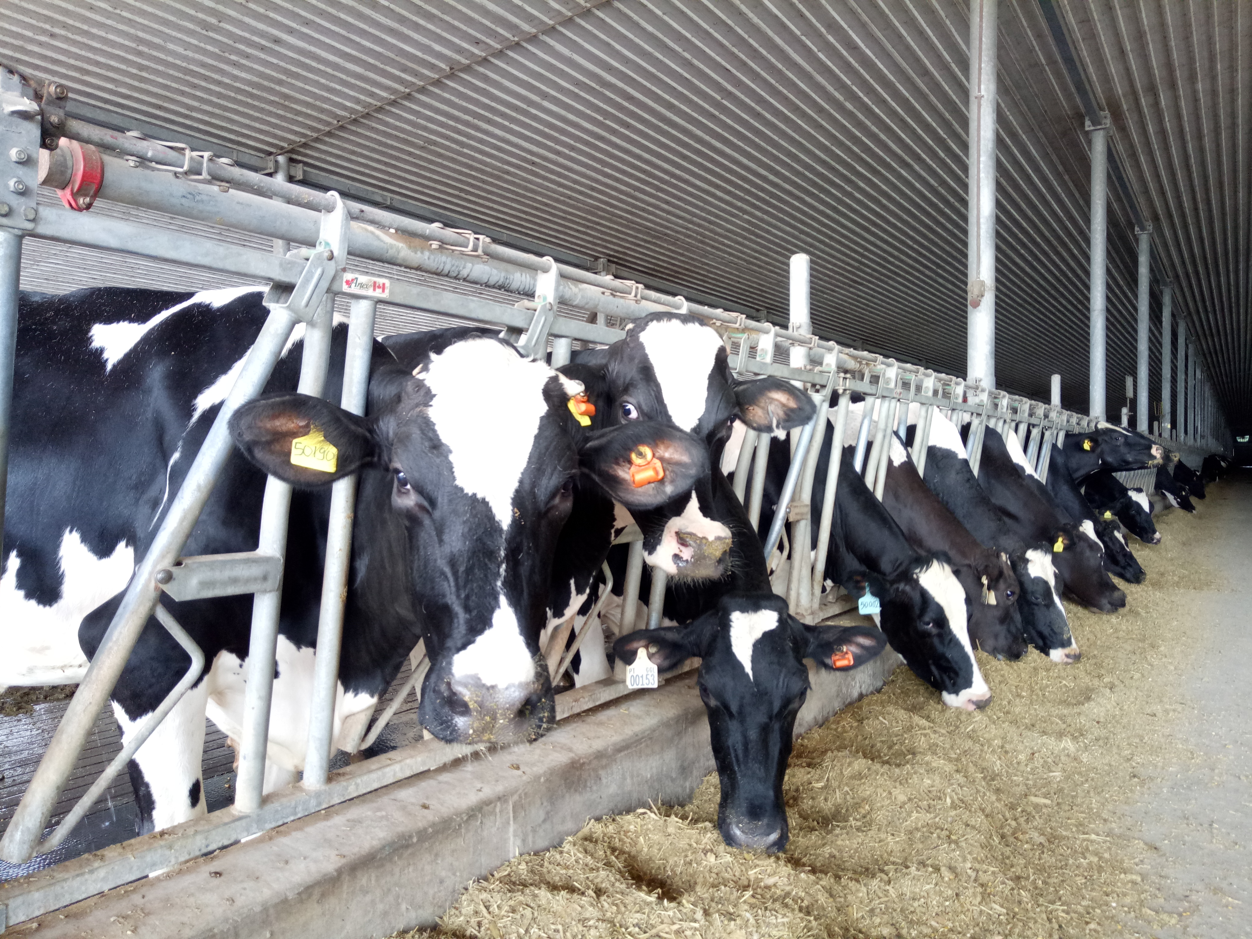 Lima orang menjadi tersangka kasus korupsi pengadaan sapi perah di Kabupaten Garut