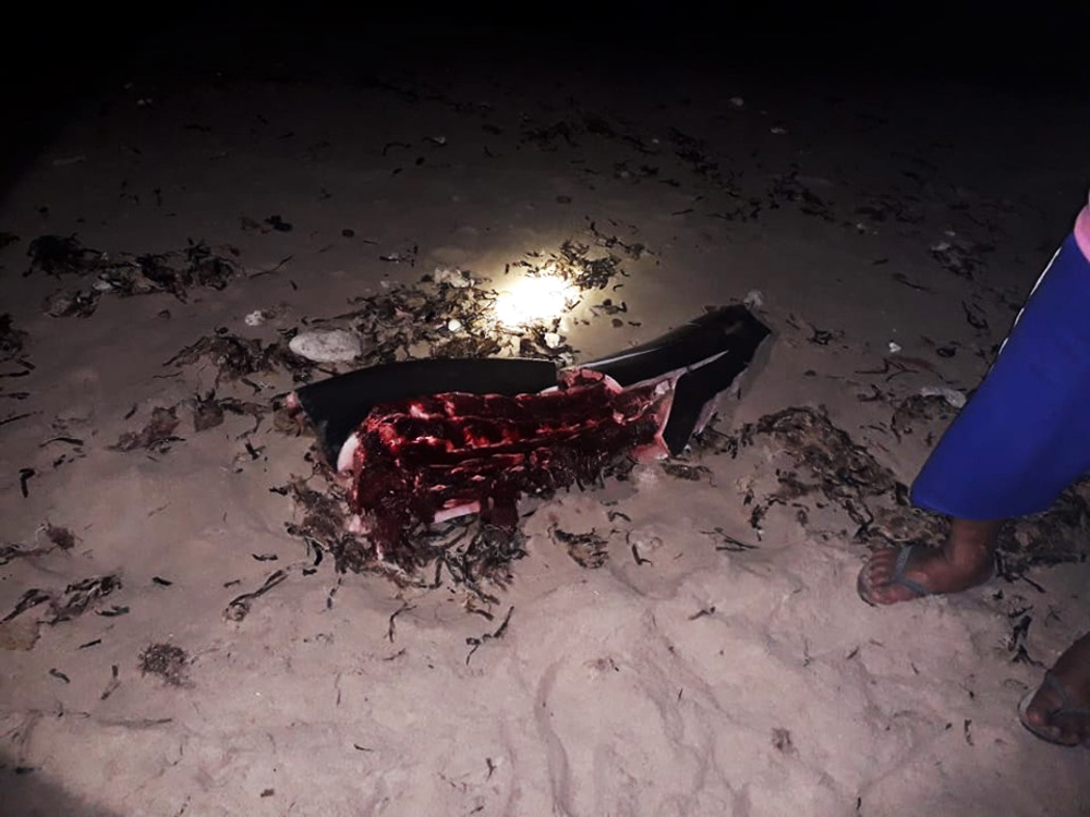 Satu dari 17 paus yang terdampar di pantai  Koloudju, hanya tinggal bangkai karena telah dipotong-potong warga