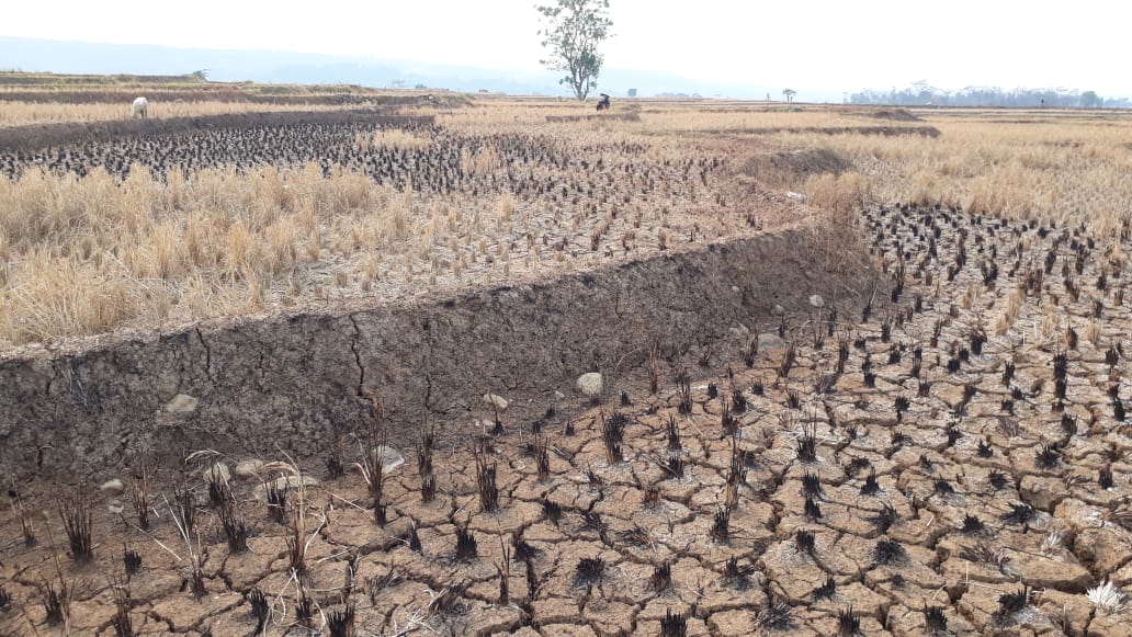 Hamparan areal persawahan di Kecamatan Cariu, Kabupaten Bogor, Jawa Barat, kemarin.