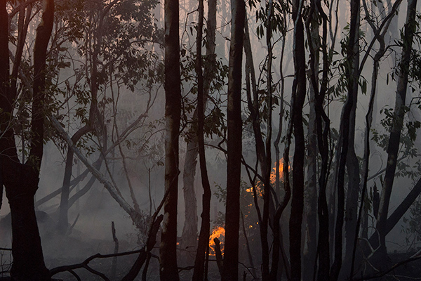 Kebakaran lahan di Merauke
