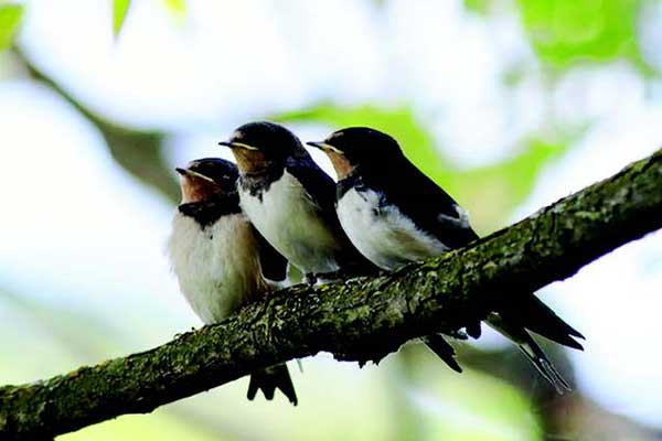 Populasi burung di Amerika Serikat dan Kanada telah menurun drastis.