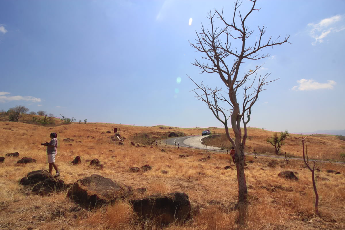 Kekeringan menyebabkan pohon tidak memiliki daun dan rumput menguning di dekat ruas jalan di Kota Mbay, ibukota Kabupaten Nagekeo, NTT