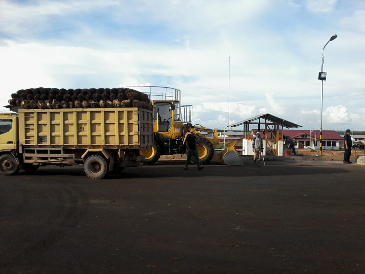 Produksi kelapa sawit di Kalteng