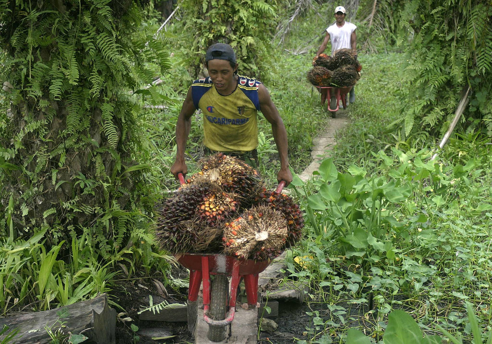 Kelpaa sawit di Papua