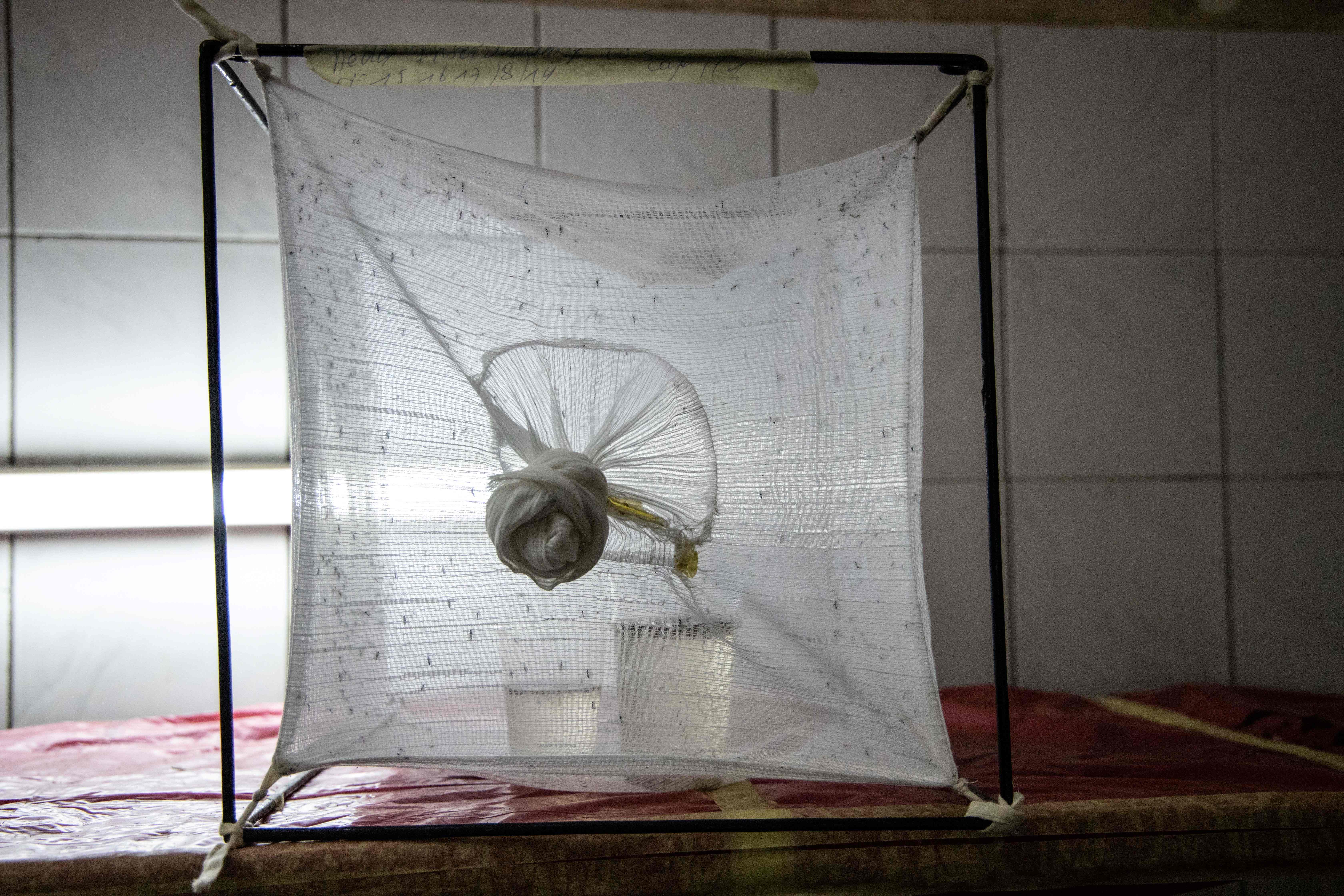 Nyamuk malaria berada di insectarium