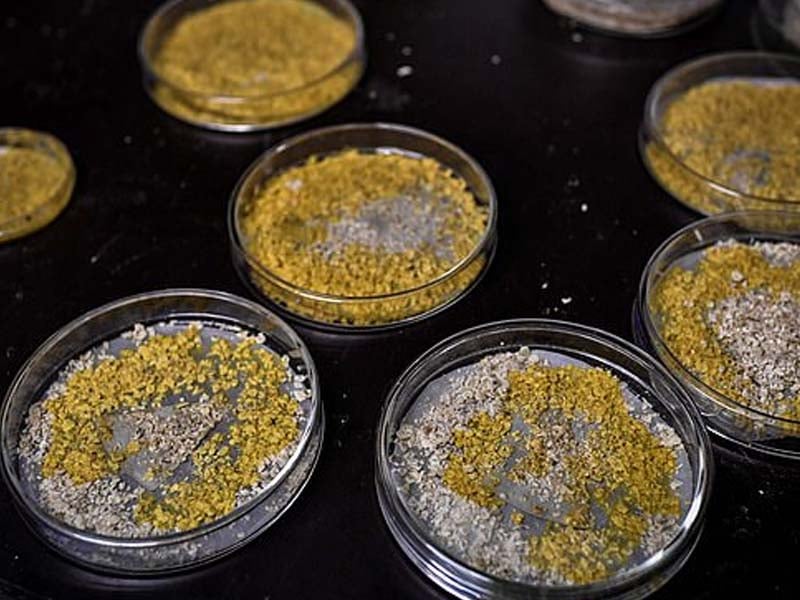 Organisme berbentuk lendir kekuningan yang dipamerkan di Taman Zoologi Paris.