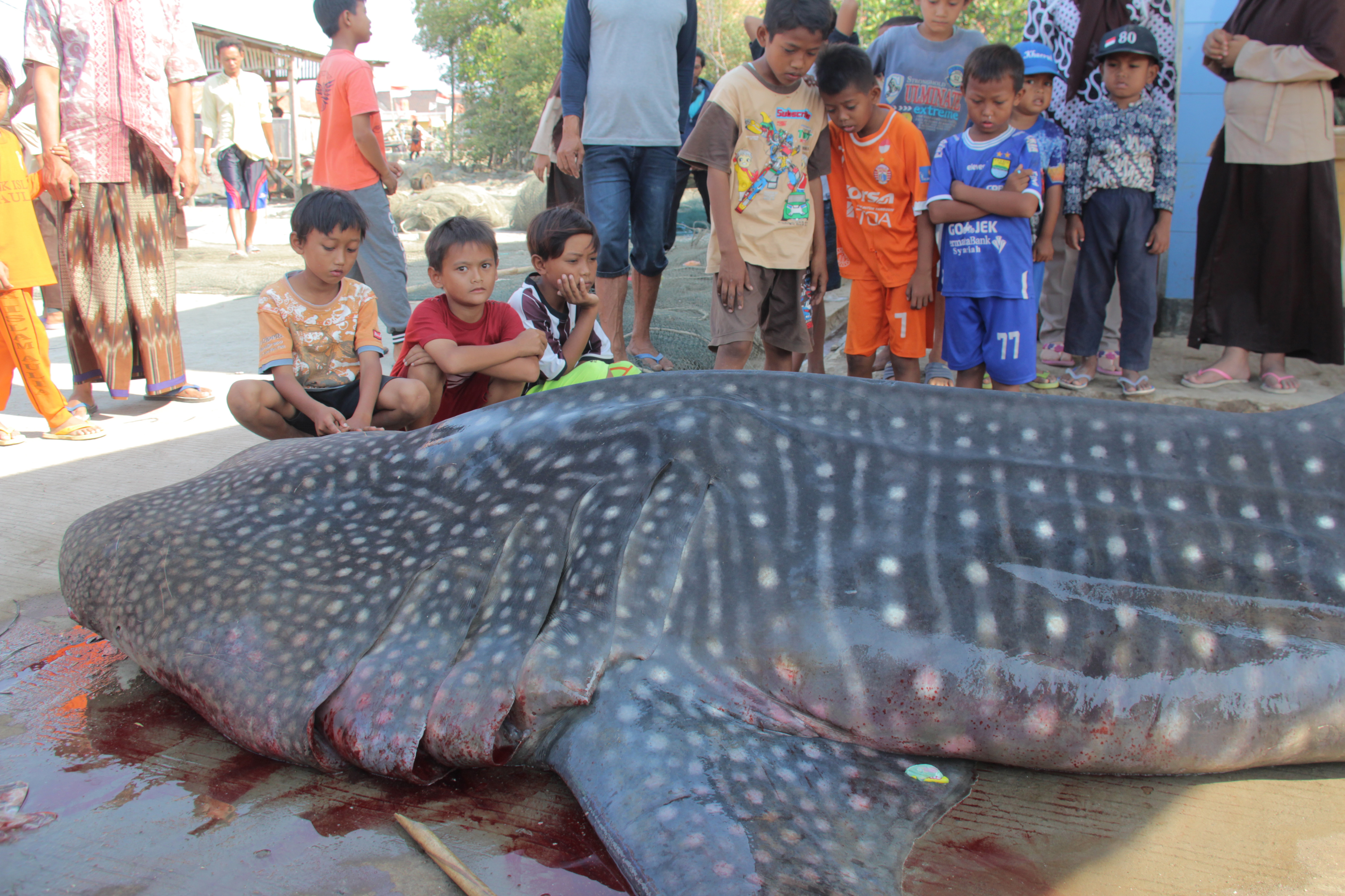 LIPI: Satwa Laut Terdampar, Tanda Masalah Serius di Perairan