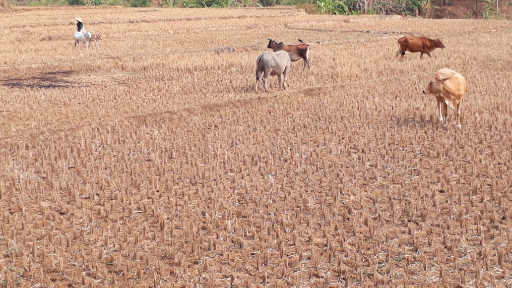 Musim kemarau yang cukup panjang menyebabkan banyak wilayah kekeringan termasuk di Kabupaten Sikka, NTT. 